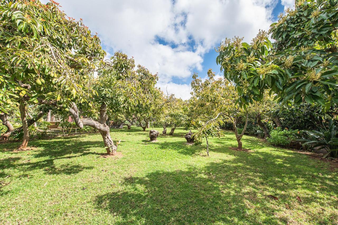 Homeforguest Cosy Rural Flat El Romero With Large Gardens Такоронте Екстер'єр фото